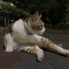 はくさい。