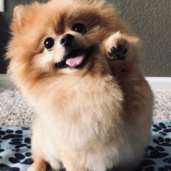 ちか。のトーク