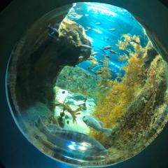 ジャマイカ太郎