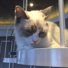 ひかるん