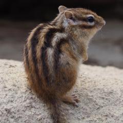 やまちゃん