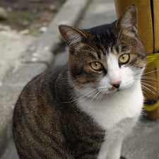 たかちゃん