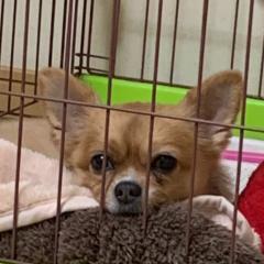 おんさ
