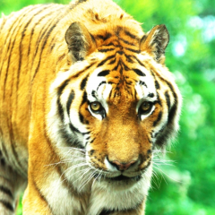 TorakichiOdaのトーク