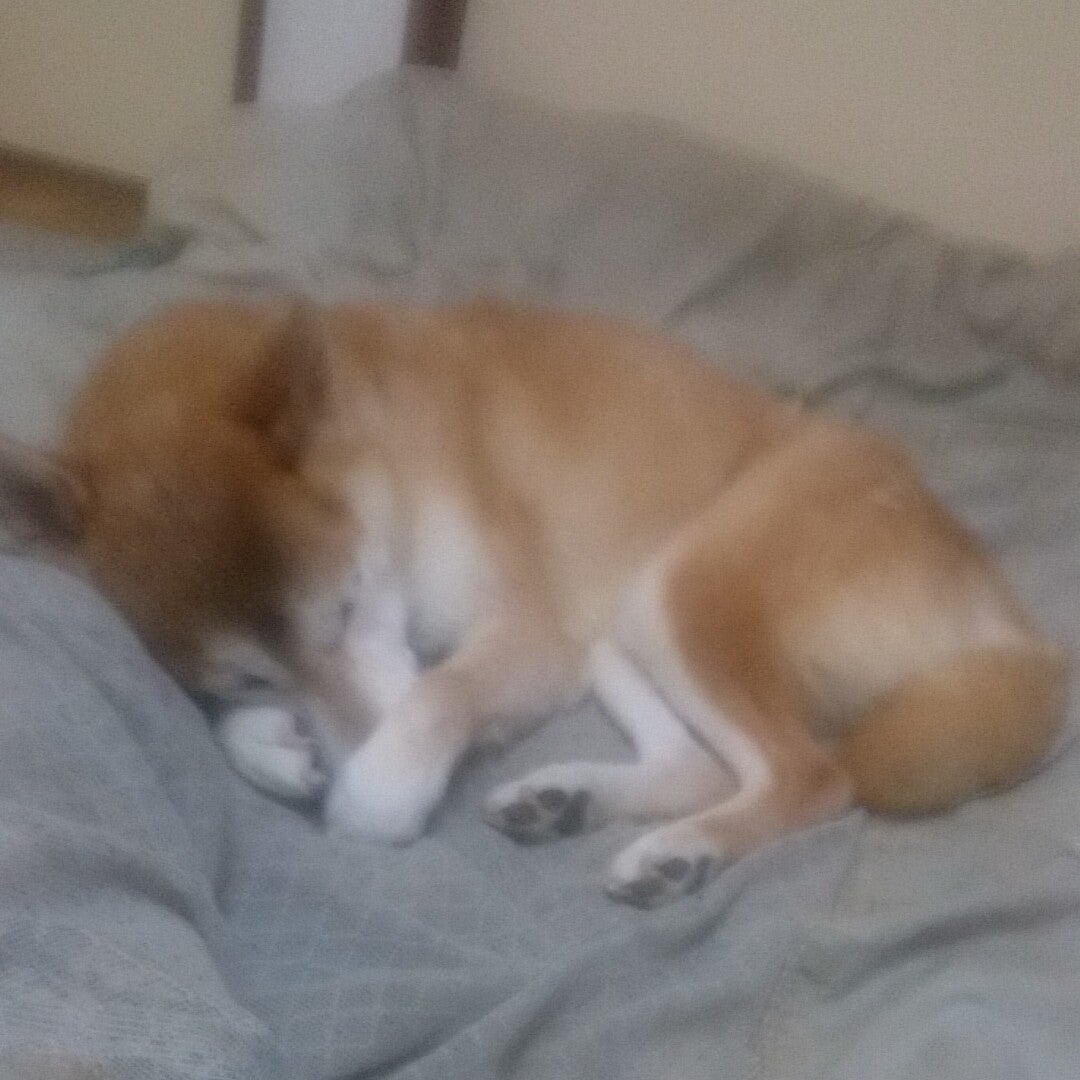 どっぼーんの悲劇やあれこれ