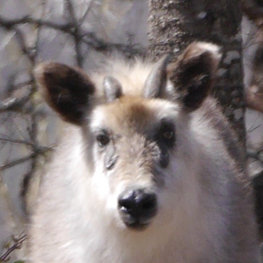 #ももくまモバメ