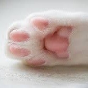 ネコパンチ( =^..^=)っ