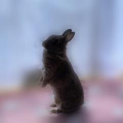 みほ🐰