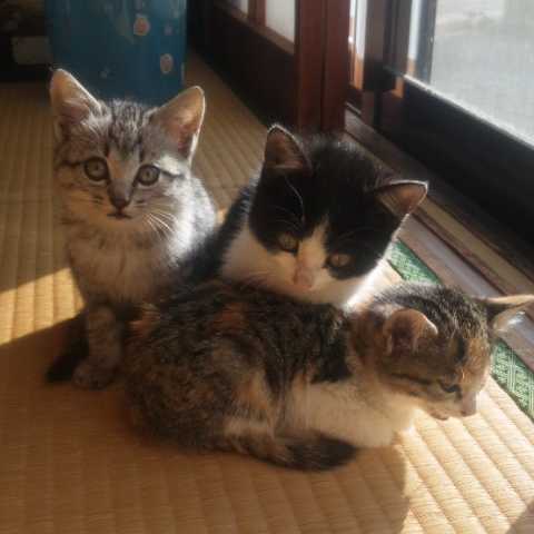 あきら