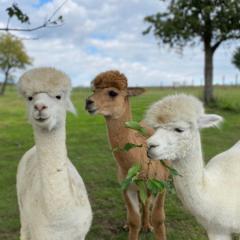 alpacaho