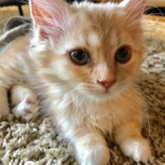 こんにちはみかろん