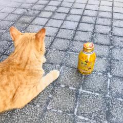 はるはる
