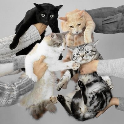 パピポヨ