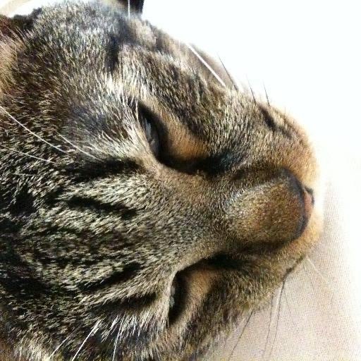 抹茶うどんのトーク