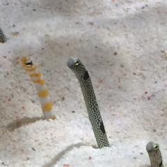 チン・アナゴ（本物）