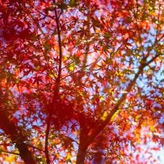 あ か ねのトーク