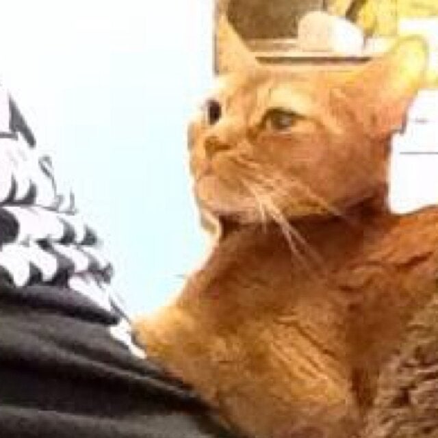 まゆこのトーク