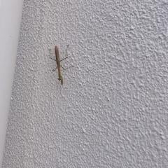 おんちのトーク