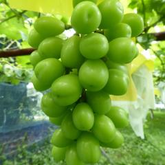 まんぶり自治会長🍇