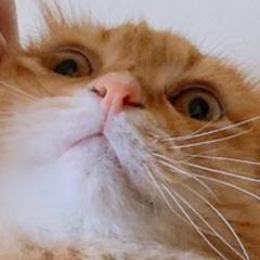 おちゃ糖まん