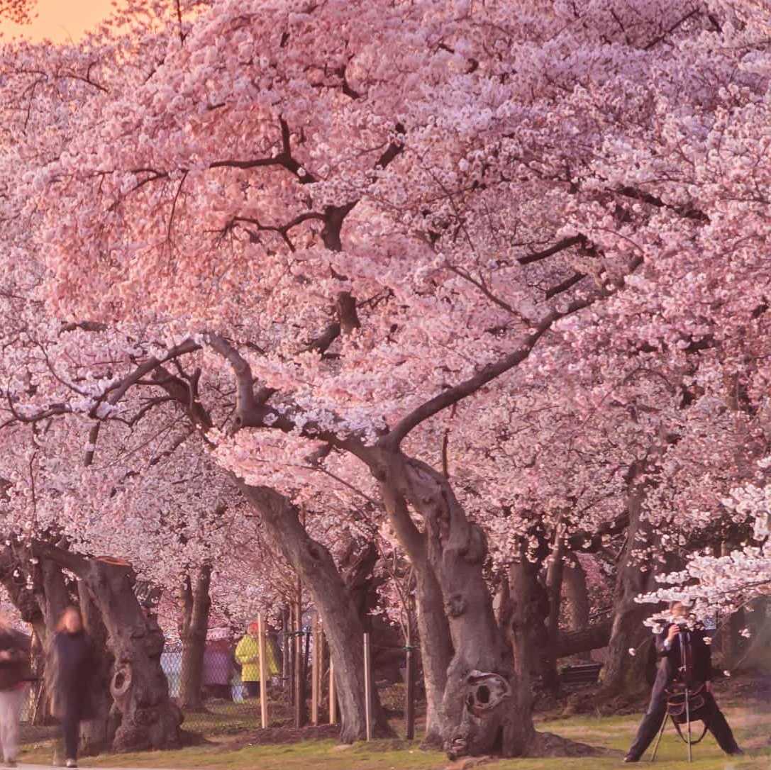 🌸けいと🌸推しメンさゆ→🌸