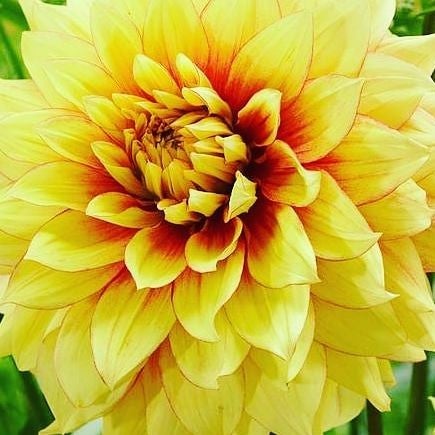 #ゆいりーメール