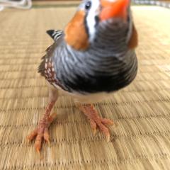 梨のトーク