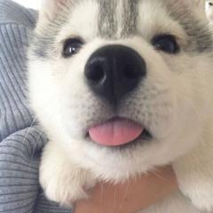 もーぴ