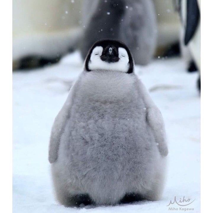 ペンギンのはしり方のトーク