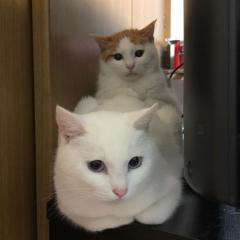 シロ&ミー