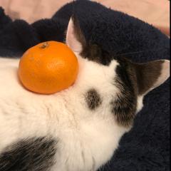 がーりっくぱん