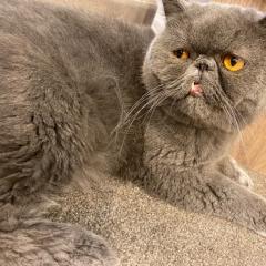 いちごを数える子