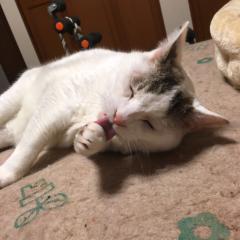 パル