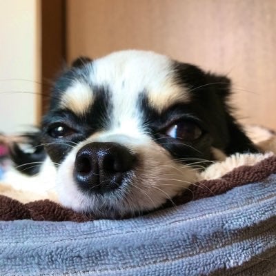 ✬*̣̩⋆̩☽⋆きい。✬*̣̩⋆̩☽⋆