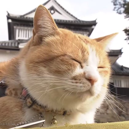 あやかわのトーク