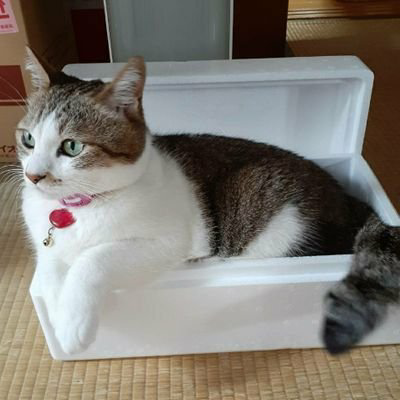 ニャピコ