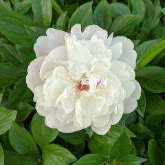 ながっちハーレム♡
