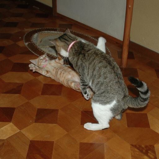 飛ぶ鳥を落としかねない