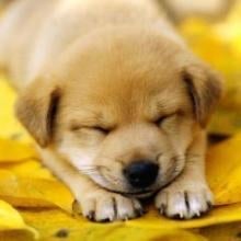 🐶ケンケン🐶のトーク