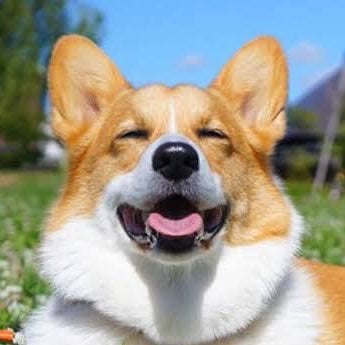 こーぎー