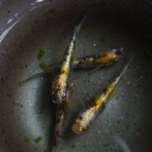 メダカ好きトーク