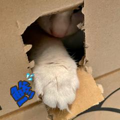 鯵ぽんのかおり✬のトーク