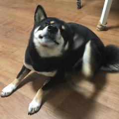 台湾ファンのミッキー