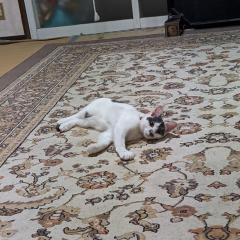 ナオにゃん