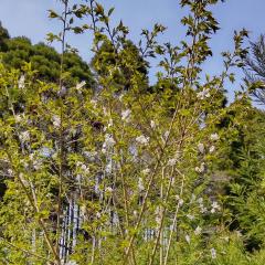 矛盾だらけのからあげクン