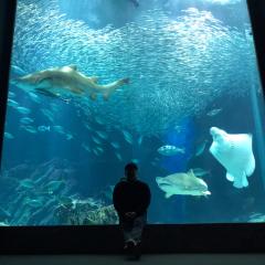 귀여워=かわいい