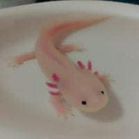 ニャンタのトーク