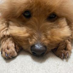 サトヨシのトーク