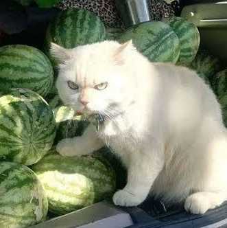 ねこはち