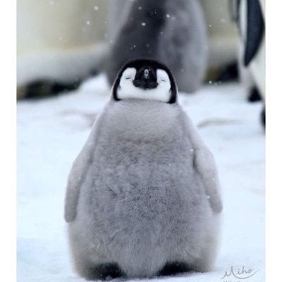 ペンギンのはしり方